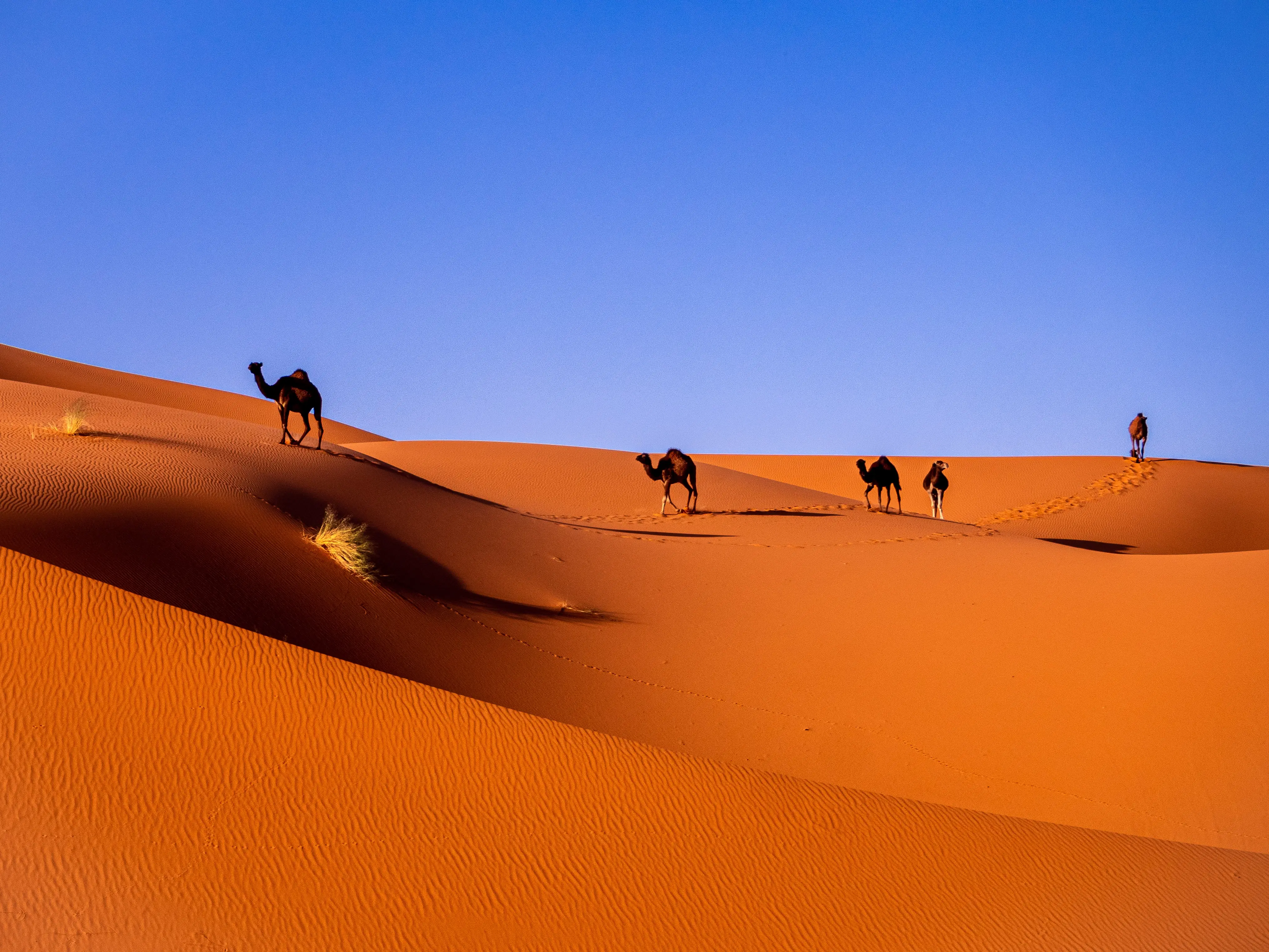 Sunset Camel Ride Tour Merzouga Space