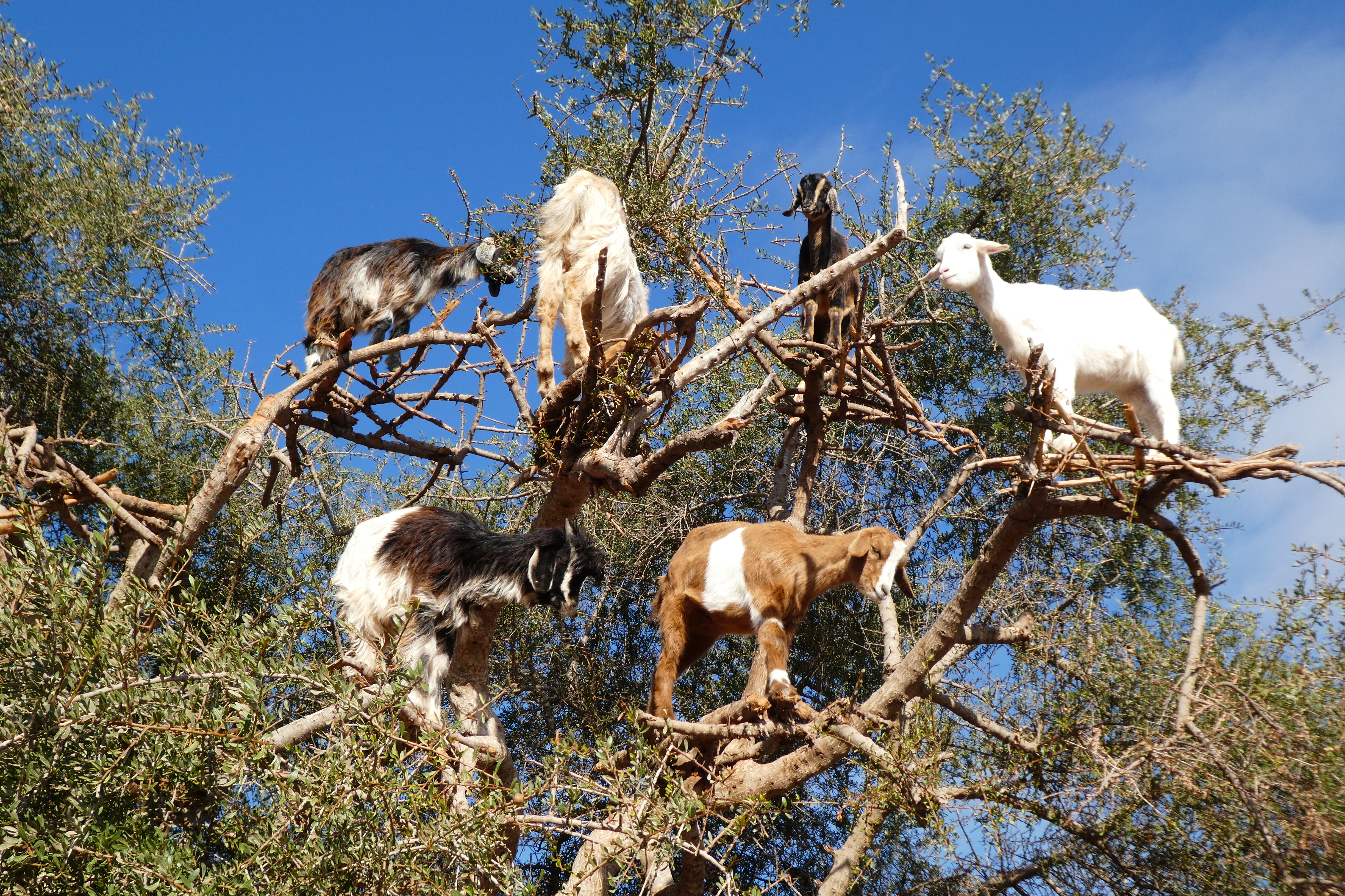 Marrakech road • goats in an argan tree