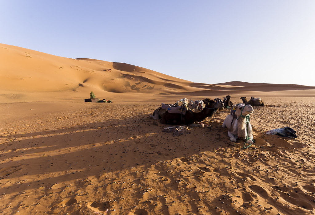 Camels waiting for breakfast - 5 Days Tour Fes to Marrakech