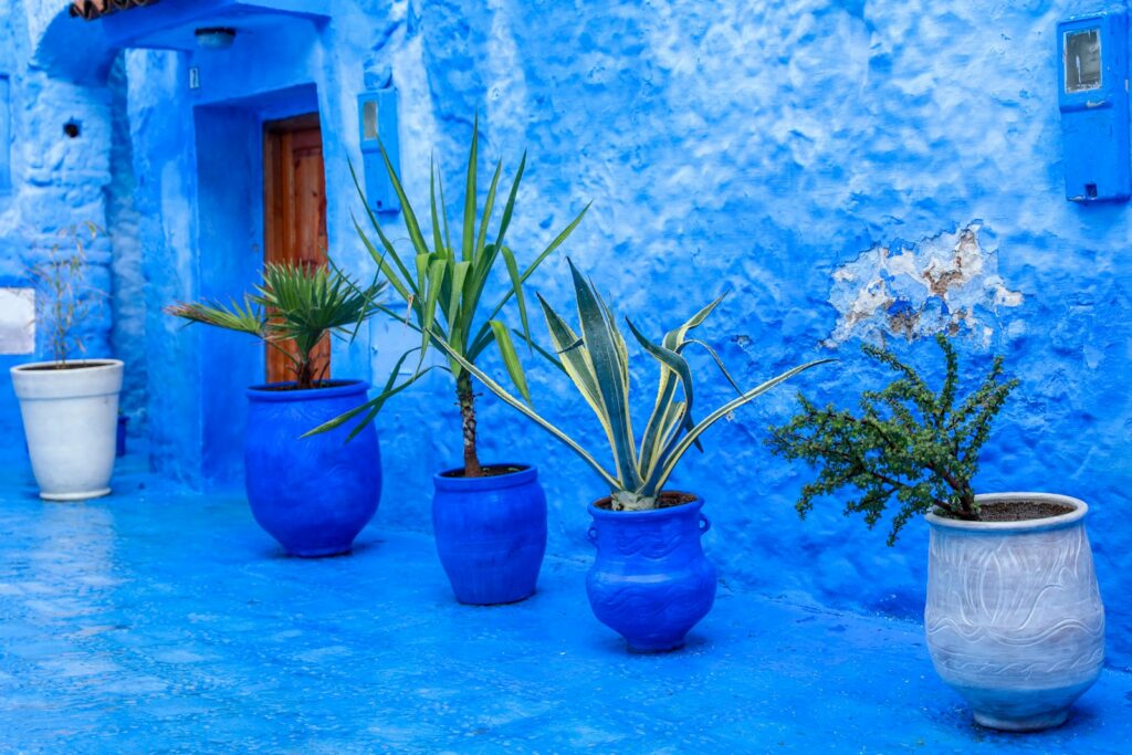 assorted potted plants in blue and gray clay pots near blue concrete wall - Day Trip from Fes to Chefchaouen