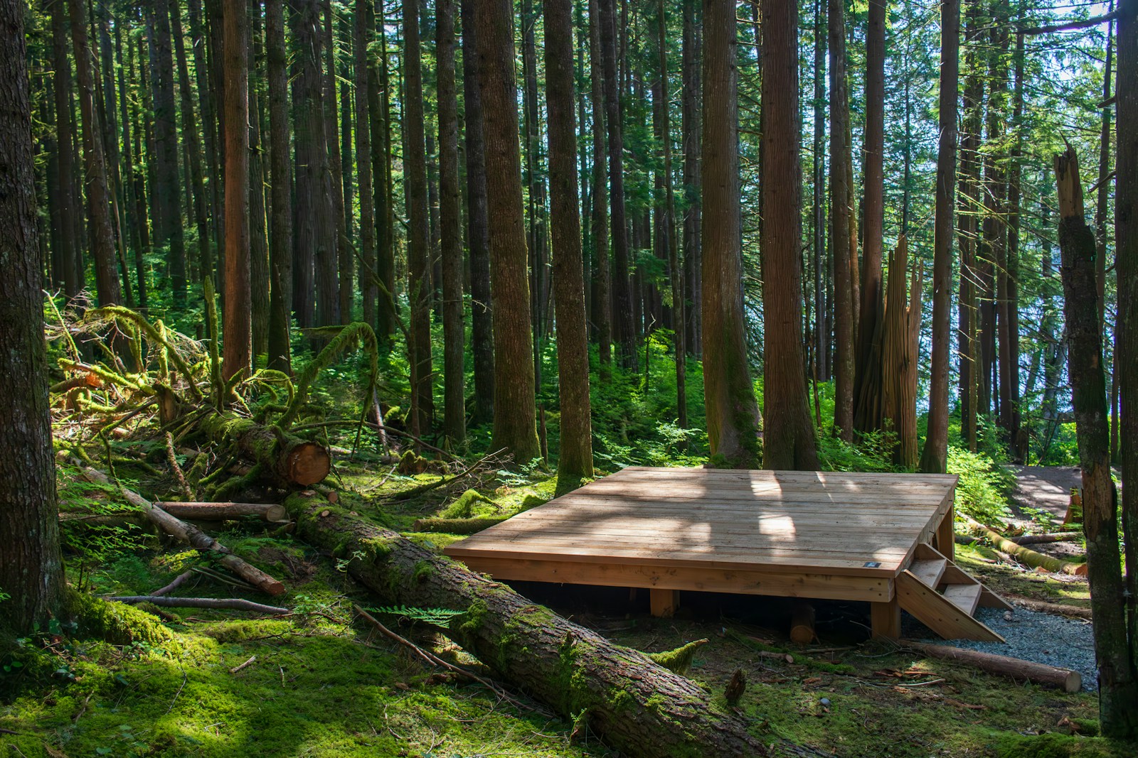 a wooden platform in the middle of a forest